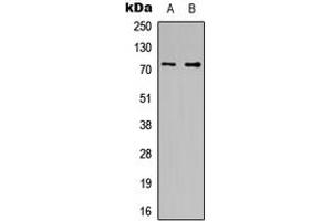 Western blot analysis of CDC16 expression in HeLa (A), HT1080 (B) whole cell lysates.