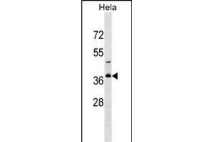 GOLPH3L Antibody (Center) (ABIN1537731 and ABIN2849701) western blot analysis in Hela cell line lysates (35 μg/lane). (GOLPH3L anticorps  (AA 105-133))