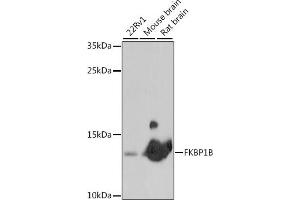 Western blot analysis of extracts of various cell lines, using FKBP1B antibody (ABIN7267212) at 1:1000 dilution. (FKBP1B anticorps  (AA 1-80))