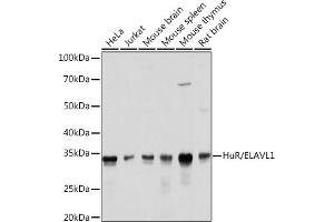 Western blot analysis of extracts of various cell lines, using HuR/EL antibody (ABIN7266913) at 1:1000 dilution.