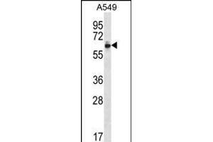 ZN Antibody (Center) (ABIN656290 and ABIN2845599) western blot analysis in A549 cell line lysates (35 μg/lane). (ZNF417 anticorps  (AA 136-164))
