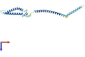 AlphaFold protein structure predicition of Human Recombinant MIS12 Protein, UniprotID Q9H081
