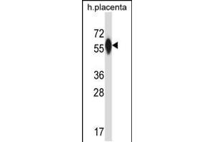 Western blot analysis in human placenta tissue lysates (35ug/lane). (P4HA3 anticorps  (AA 274-303))