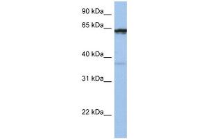 WB Suggested Anti-POPDC2 Antibody Titration:  0. (POPDC2 anticorps  (Middle Region))