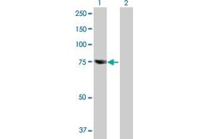 Western Blot analysis of RBM35A expression in transfected 293T cell line by RBM35A MaxPab polyclonal antibody. (ESRP1 anticorps  (AA 1-681))