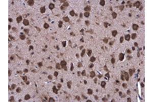 IHC-P Image Grp78 antibody [N2C1], Internal detects Grp78 protein at cytoplasm in mouse brain by immunohistochemical analysis. (GRP78 anticorps  (Internal Region))