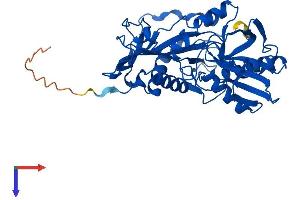 AlphaFold protein structure predicition of Human Recombinant BCAT1 Protein, UniprotID P54687