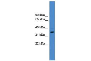 WB Suggested Anti-CCNH Antibody Titration:  0. (Cyclin H anticorps  (N-Term))