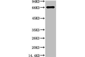 Western blot analysis of Bovine Serum Albumin using Bovine Serum Albumin Monoclonal Antibody. (BSA anticorps)