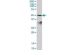 POLR1E MaxPab polyclonal antibody.