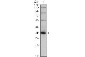 Western Blot showing SYP antibody used against rat brain tissue lysate. (Synaptophysin anticorps)