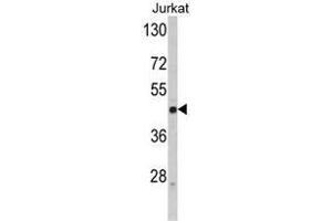 Western blot analysis of SELL Antibody (C-term) in Jurkat cell line lysates (35ug/lane).