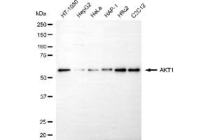 Western blotting analysis using AKT1 antibody (ABIN7800777).