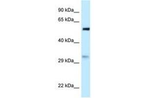 Image no. 1 for anti-Partner of NOB1 Homolog (PNO1) (AA 31-80) antibody (ABIN6747798) (PNO1 anticorps  (AA 31-80))