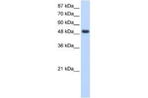 RBMS1 antibody used at 1. (RBMS1 anticorps  (Middle Region))