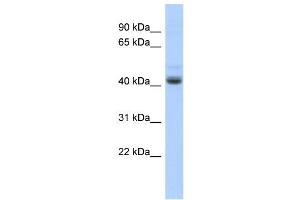 WB Suggested Anti-PKNOX1 Antibody Titration:  0.