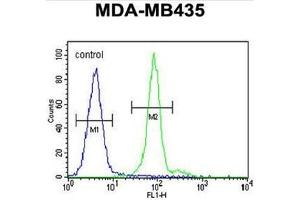 ALX4 Antibody (Center) flow cytometric analysis of MDA-MB435 cells (right histogram) compared to a negative control cell (left histogram). (ALX4 anticorps  (Middle Region))