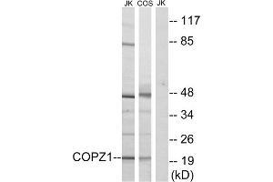 Western blot analysis of extracts from Jurkat cells and COS cells, using COPZ1 antibody. (COPZ1 anticorps  (N-Term))