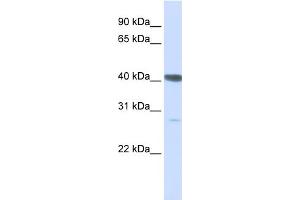 WB Suggested Anti-DNAJB11 Antibody Titration:  0. (DNAJB11 anticorps  (C-Term))