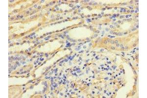 Immunohistochemistry of paraffin-embedded human kidney tissue using ABIN7172830 at dilution of 1:100 (TGFB3 anticorps  (AA 24-300))