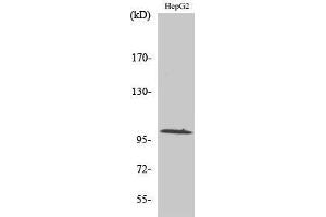 Western Blotting (WB) image for anti-Mitogen-Activated Protein Kinase Kinase Kinase Kinase 3 (MAP4K3) (N-Term) antibody (ABIN3180649) (MAP4K3 anticorps  (N-Term))