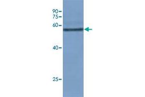 Western blot analysis of rice leaf tissue at seeding stage with Os08g0103300 polyclonal antibody  at 1:10000 dilution. (TULP12 anticorps)