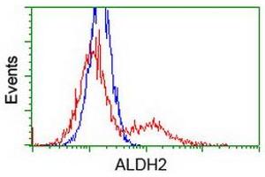 Image no. 2 for anti-Aldehyde Dehydrogenase 2 Family (Mitochondrial) (ALDH2) antibody (ABIN1496589) (ALDH2 anticorps)