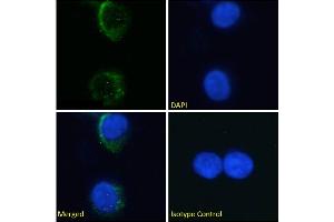 Immunofluorescence staining of fixed K562 cells with anti-Glycophorin A M antigen antibody M2A1. (Recombinant Glycophorin A M Antigen anticorps)