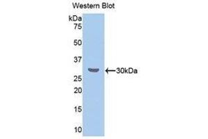 Western Blotting (WB) image for anti-Cholesteryl Ester Transfer Protein (CETP) (AA 232-487) antibody (ABIN1858369) (CETP anticorps  (AA 232-487))