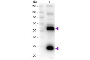 Western Blot of Goat anti-Human IgG Pre-Adsorbed Biotin Conjugated Secondary Antibody. (Chèvre anti-Humain IgG (Heavy & Light Chain) Anticorps (Biotin) - Preadsorbed)