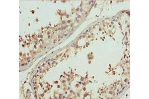 Immunohistochemistry of paraffin-embedded human testis tissue using ABIN7160689 at dilution of 1:100 (GNS anticorps  (AA 293-552))