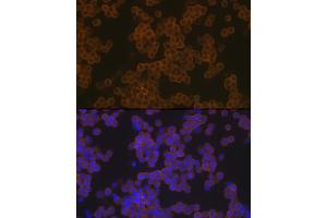 Immunofluorescence analysis of THP-1 cells using PLC gamma 2 (PLC gamma 2 (PLCG2)) Rabbit mAb (ABIN7269342) at dilution of 1:100 (40x lens). (Phospholipase C gamma 2 anticorps)