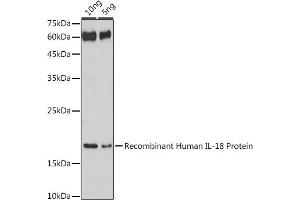 Western blot analysis of extracts of Recombinant Human IL-18 Protei, using IL18 antibody (ABIN7267992) at 1:1000 dilution. (IL-18 anticorps)