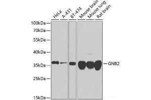 Western blot analysis of extracts of various cell lines using GNB2 Polyclonal Antibody at dilution of 1:1000. (GNB2 anticorps)