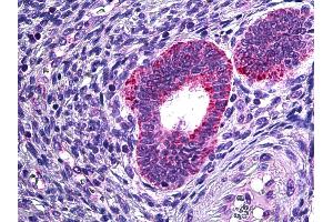 Anti-PLA2G4A antibody IHC of human uterus. (PLA2G4A anticorps  (AA 153-166))