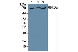Figure. (PCK1 anticorps  (AA 312-563))