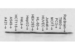Western Blot analysis of Human cell lysates from various cell lines showing detection of Hsp90 protein using Mouse Anti-Hsp90 Monoclonal Antibody, Clone H9010 .