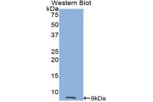 Western Blotting (WB) image for anti-Trefoil Factor 3 (Intestinal) (TFF3) (AA 24-80) antibody (ABIN1174898)