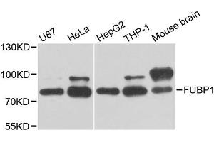 Western blot analysis of extracts of various cell lines, using FUBP1 antibody (ABIN5973257) at 1/1000 dilution. (FUBP1 anticorps)