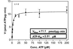 ITK Protein (AA 1-620)