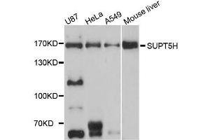 Western blot analysis of extracts of various cell lines, using SUPT5H antibody (ABIN5996336) at 1/1000 dilution.