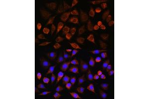 Immunofluorescence analysis of L929 cells using BRINP3 Rabbit pAb (ABIN7267118) at dilution of 1:100.