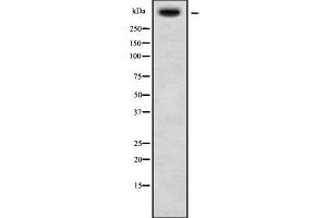 Western blot analysis USP34 using HT29 whole cell lysates (USP34 anticorps  (N-Term))