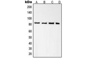 Western blot analysis of Radixin expression in A431 (A), K562 (B), NIH3T3 (C), PC12 (D) whole cell lysates. (Radixin anticorps  (Center))