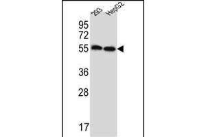 ERV3 Antibody (C-Term) (ABIN657358 and ABIN2846408) western blot analysis in 293,HepG2 cell line lysates (35 μg/lane). (ERV3 anticorps  (C-Term))