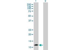 Western Blot analysis of CARD17 expression in transfected 293T cell line by CARD17 MaxPab polyclonal antibody. (CARD17 anticorps  (AA 1-110))
