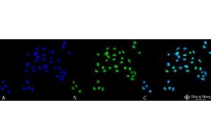 Immunocytochemistry/Immunofluorescence analysis using Rabbit Anti-ATG5 Polyclonal Antibody . (ATG5 anticorps  (N-Term) (APC))