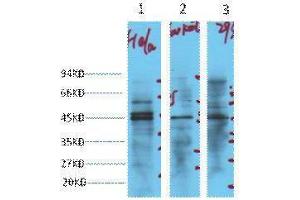 Western Blotting (WB) image for anti-Enolase 2 (Gamma, Neuronal) (ENO2) antibody (ABIN3181136)
