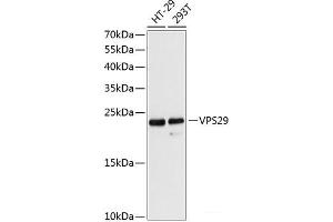 Western blot analysis of extracts of various cell lines using VPS29 Polyclonal Antibody at dilution of 1:3000. (VPS29 anticorps)