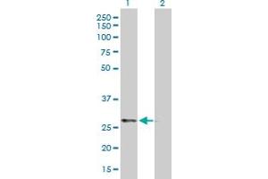 Western Blot analysis of PRKAB2 expression in transfected 293T cell line by PRKAB2 MaxPab polyclonal antibody.